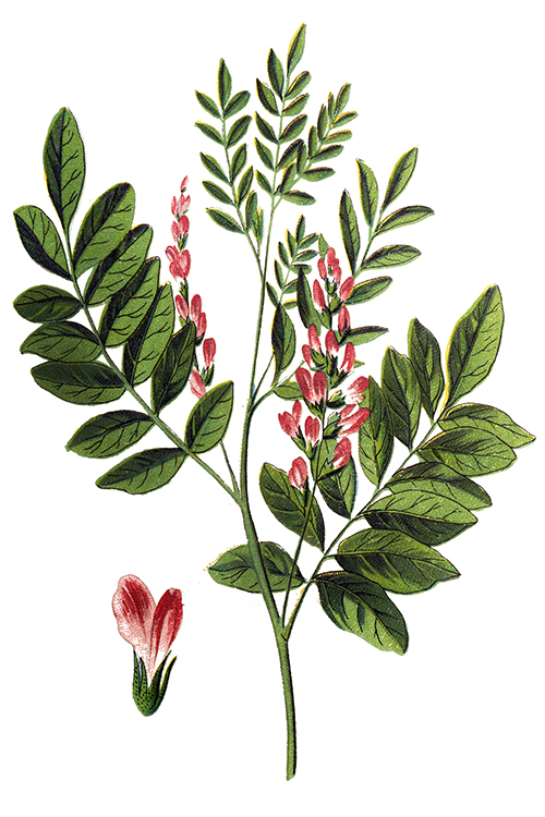 Is There Licorice Root in Licorice? All About This Classic Candy